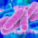 legionella combatir plaga de legionella