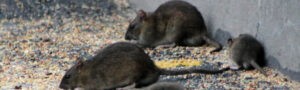 eliminar ratas