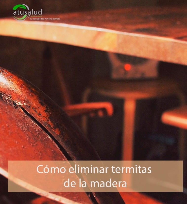 eliminar termitas albacete