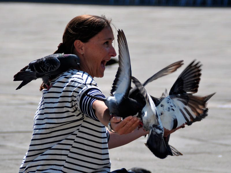 Palomas en ciudad