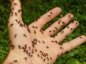Plaga de hormigas, cómo acabar con ellas